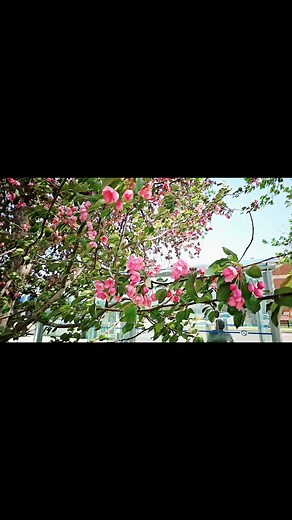 #Malus_spectabilis #Slow_motion | Rashed Ahmed