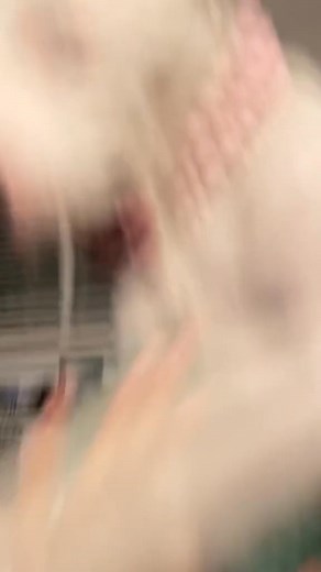 1.3M views · 124K reactions | Being mean to me   #roxyandremi #dogs #funny #viral | Roxy and Remi | Facebook