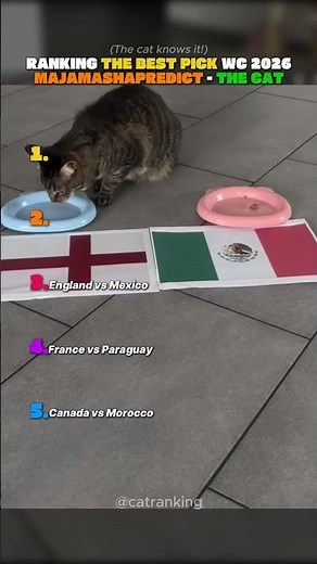 Ranking Majamashapredict Best 2026 World Cup Picks 🏆#catranking #worldcup #catprediction #cat