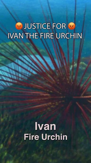 Surf's Up Ivan: The Sea Urchin Interview