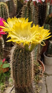 665 reactions · 32 shares | Echinopsis hyalacantha aka Soehrensia formosa hyalacantha with really nice yellow flowers. Unusual body for hybrid breeding and sharp flower color too! | Cactus Jerk | Facebook