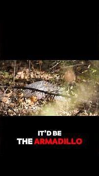 Armadillo Facts You Didn’t Know!