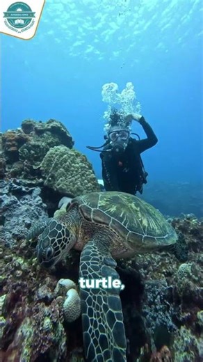 Turtle Secrets: Nature’s Built-In Armor!