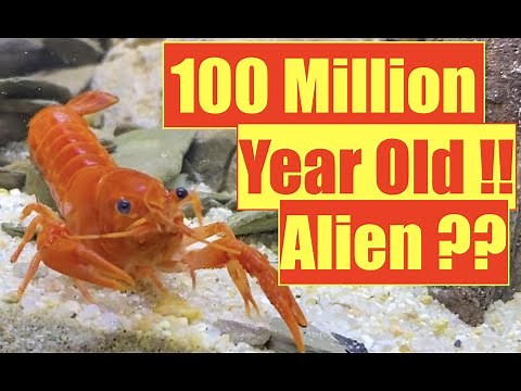 Freshwater Crayfish/ Lobster | New Aquarium Setup | Mayur Dev Aquascaper | Crayfish care & feeding4K