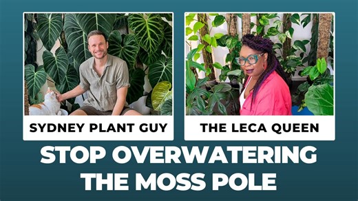 Avoid This Mistake! │ How to Water Moss Poles the Right Way