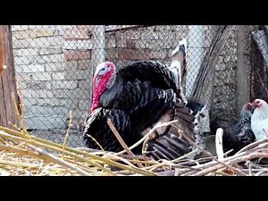 Moo, Neigh, Cock-a-Doodle Doo - Animals at the Farm DVD - MonkiSee