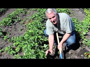 Strawberry Runners & Pegging | Indiana Berry