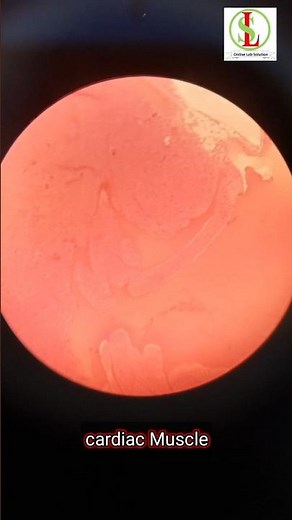 Cardiac Muscle Under in Microscope