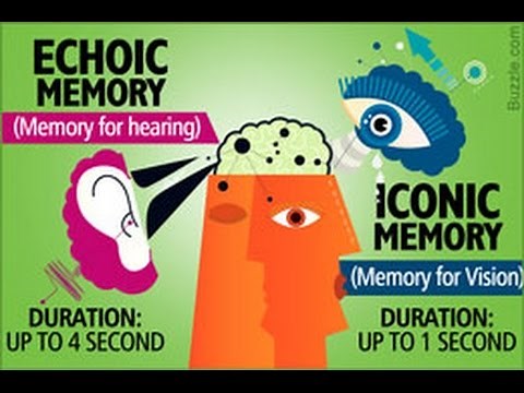 Understanding the Difference Between Iconic and Echoic Memory