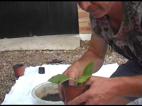 how to take cuttings from hydrangeas