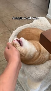 717K views · 10K reactions | oh penny you’re still perfect… #fyp #catsoftiktok | It's me penny | Facebook