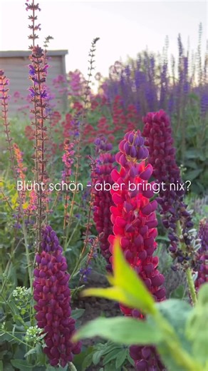 Warum Blüte nicht gleich Blüte ist… Viele Pflanzen sehen für uns wunderschön aus. Für Insekten sind sie aber oft nur Dekoration. Heimische Wildstauden sind anders: Sie bieten Nahrung, Struktur und Lebensraum und können dabei genauso schön sein. Unser Garten ist deshalb kein Entweder-oder. Sondern ein Mix aus nützlich & ästhetisch, aus Wildstauden und Lieblingspflanzen. Nicht perfekt. Aber lebendig. Und genau das macht ihn so wertvoll 🐝🌸 💬 Schreib gern in die Kommentare: Gibt es bei dir mehr W