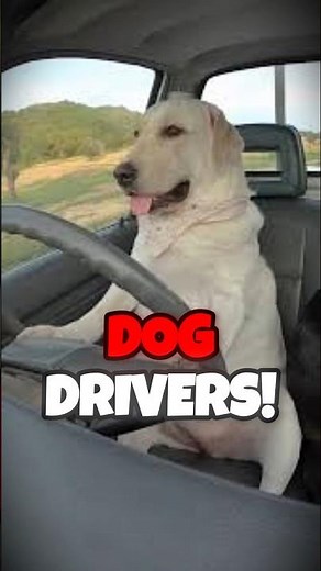 Dogs Can Drive?! 🤯🐕 #shorts #cars #fyp #carfacts