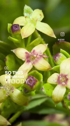 To celebrate the removal of the island bedstraw plant from the endangered species list, we are sharing 3 things we think you’d appreciate about this unique island plant! 🎉 Island bedstraw is found exclusively on the Channel Islands in California, and we owe its recovery to collaborative conservation partnerships between U.S. Fish and Wildlife Service, the National Park Service, U.S. Geological Survey, the U.S. Navy, The Nature Conservancy and the Santa Barbara Botanic Garden. Video features pho