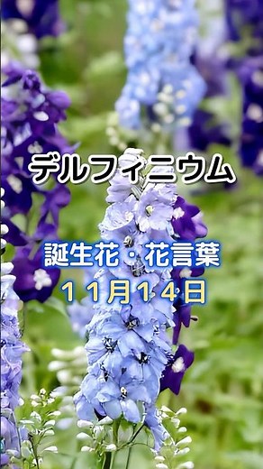デルフィニウム 11月14日の誕生花 花言葉