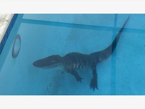 Boca Raton Homeowner Discovers Gator In Pool