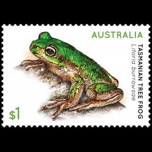 How cool are these new stamps which highlight the diversity and importance of Australia's native frogs? 🐸🎨 The frogs pictured are the critically endangered armoured mist frog, the endangered Baw Baw and Australian lace-lid frogs and the Tasmanian tree frog. A fifth species (not pictured), the dainty tree frog, is featured on a minisheet. Australia Post Philatelic Manager Michael Zsolt said Australia is home to about 200 of the world's 6,000 frog species, however frog numbers have declined rapi