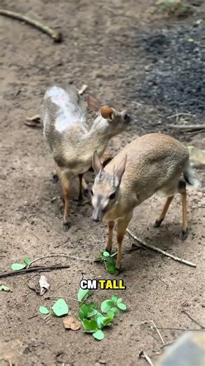 A Dik-Dik Is Real... I'm Not Joking 🦌