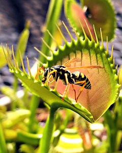 Wasp vs. Venus Flytrap: Predator Plant Devours a Wasp