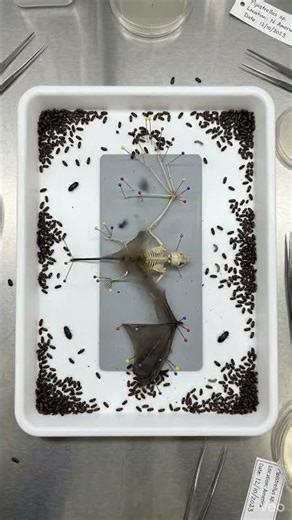 Watch a bat transform into a skeleton in this insane time-lapse!