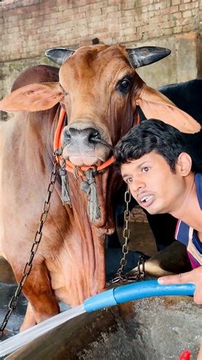 18K views · 166 reactions | While The Shepherd Cleans His Giant’s Feeding Place— The Massive Bull Stands Quietly, Watching Him With Gentle Eyes 﫶 #ShepherdAndBull #PureBond #GentleGiant #BanglaBull #FarmLife #UnspokenLove #MassiveBeast #CattleRoyalty #HeartwarmingMoment | SUMON’S CATTLE | Facebook