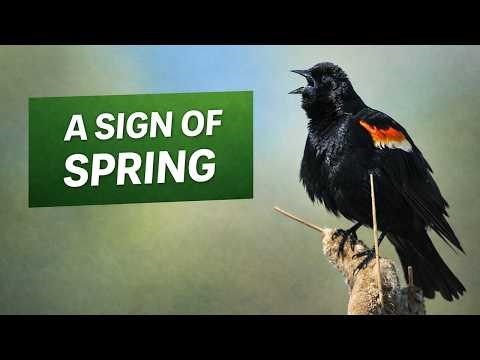 The Sound of Red-Winged Blackbirds — A True Sign of Spring 🎶🪻