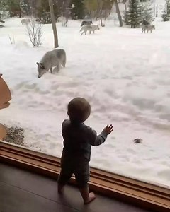 12M views · 77K reactions | Incredible!  A family watches in awe as a wolf pack wanders by their cabin in Quebec. https://abcn.ws/3c94gaF | KAKE News | Facebook