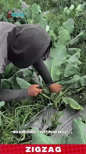 Simple & Durable Hand Tools for Cutting and Crop Collection in Sustainable Farming Fields