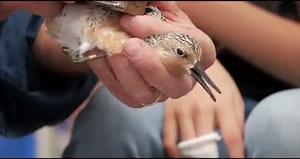 "Birds of May" is a new documentary about the charismatic and attractive Red Knot, a species that has "all the elements of a dramatic story." Watch the trailer and then see the full movie exclusively on Audubon's site: http://ow.ly/Uoz830bk62W | National Audubon Society