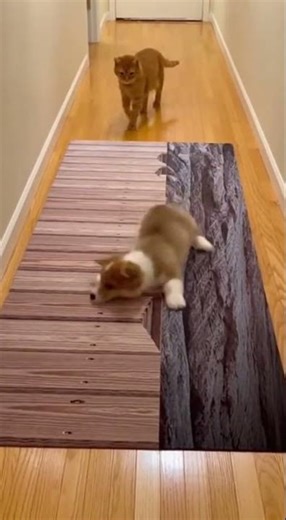 Cat Pranks Puppy With 3D Cliff Carpet - Puppy's Reaction Is Priceless! 😂 #viral #cute