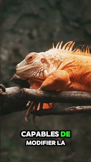 🦎 Pourquoi le caméléon change-t-il de couleur ? La vraie raison va vous surprendre… 😳