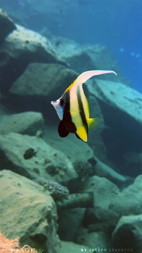 Joseph Leverton on Instagram: "Juvenile Red Sea Bannerfish (Heniochus intermedius) are smaller but just as striking as adults, with their signature long dorsal filament already trailing behind them. These reef fish often swim in pairs and are sometimes mistaken for juvenile angelfish or butterflyfish. As they grow, they maintain their bold black and white stripes and yellow fins a vibrant splash of contrast on the reef! 🐠 Filmed with an IPhone 15 PRO in a @divevolk Seatouch 4 housing! #RedSeaBa
