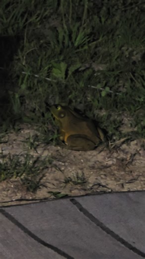Big frog in my back yard #frogtok #americanbullfrog #nature
