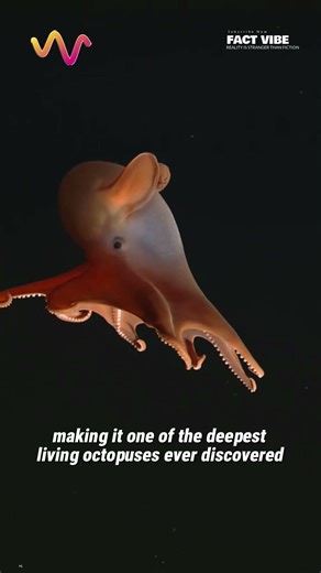 This Cute Octopus Lives in One of the Deadliest Places on Earth #octopus