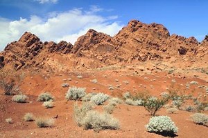 Autotrophs in Temperate Deserts