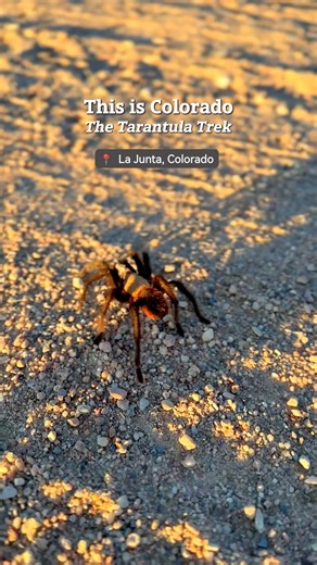 Every fall, tarantulas journey through the plains of La Junta in an expedition you have to see to believe. Are you up for an arachnid adventure? 🕷️ https://bit.ly/4gAVbZZ | Visit Colorado