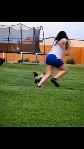 Angry Rooster Chasing Girl 😱😂 #shorts #funny