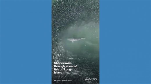 Sharks swim through shoal of fish off Long Island