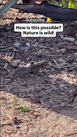 Real Life Dragon? 🐉 Fire-Breathing Orange Bellied Lizard Caught on Camera! #NatureIsWild