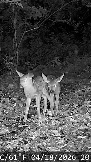 Two Newborn Fawns Spotted With Mom