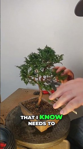 Pruning Hinoki Cypress: Branching and Cuttings Guide