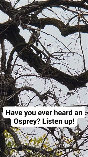 Gary Everitt on Reels