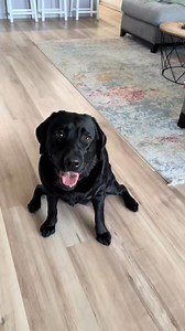I’m always missing a sandal lol #labradorretriever #labrador #blacklab #dog | Livinlavitalexi