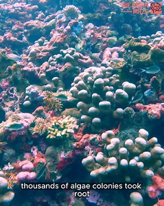 Beneath the Mediterranean Sea, 12 miles off the coast of Corsica, something mysterious has been waiting to be discovered. In 2011, marine biologist Christine Pergent-Martini and her team made a shocking find - 1,300 eerily perfect circles, each nearly 70 feet in diameter, scattered across six square miles of the ocean floor. Identical. Symmetrical. Unexplained. | The Brain Maze