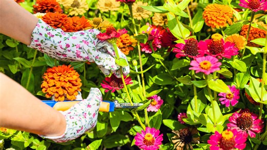 14 specialty zinnia types to grow for a garden full of beautiful blooms