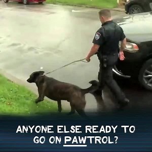 36K views · 914 reactions | Fingers crossed we get to see some K9's in action tonight during a new episode of Live PD at 9PM.爛 | Live PD on A&E | Facebook