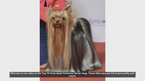Top 10 Fascinating Facts About Yorkshire Terrier Dogs