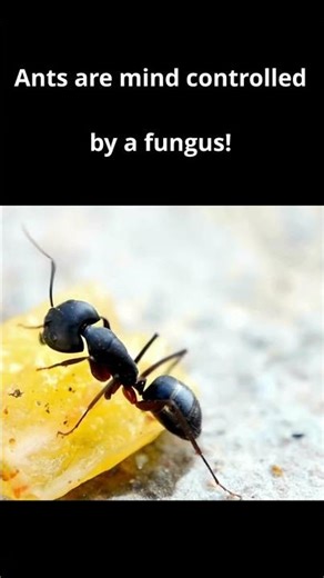 Ants are controlled by fungus! #shorts