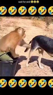 🐕 The Most Hilarious Animal Videos on the Internet!... #animalshorts #funnyanimals #funniestvideo