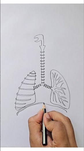 Human respiratory system diagram easily #drawing #school #science #biology #art #respiratory
